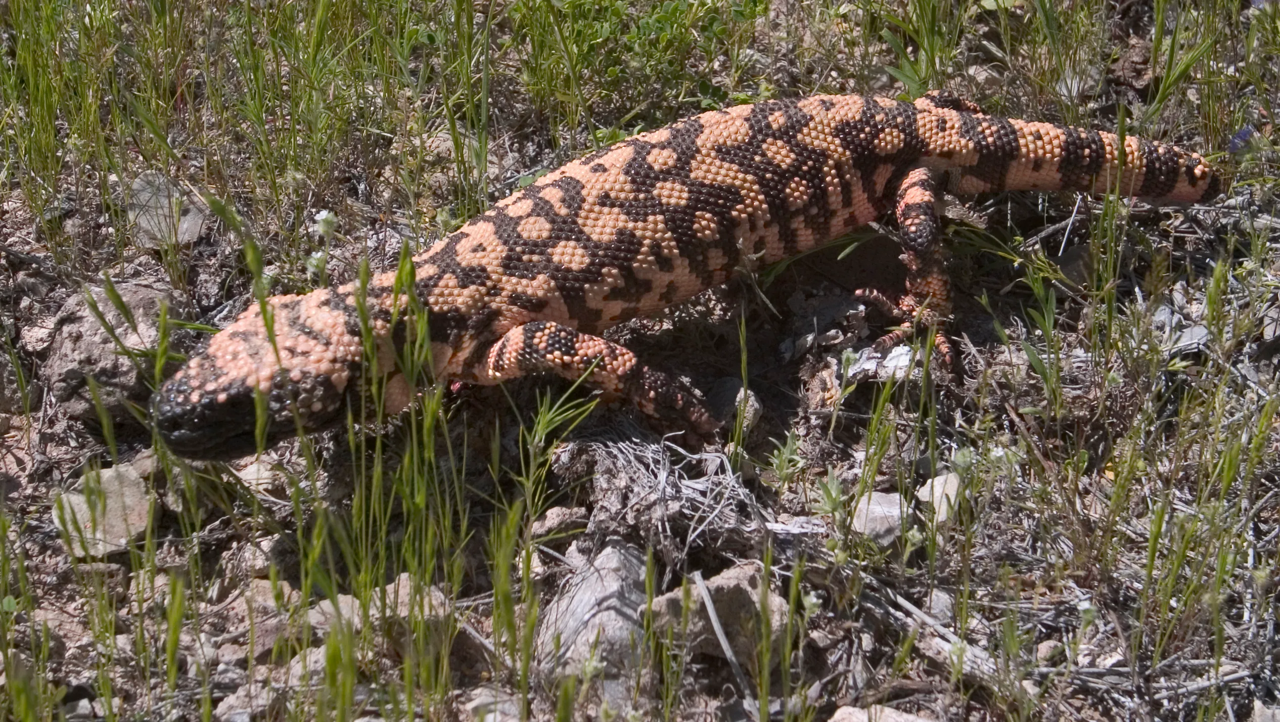 Gila Monster Facts for Kids - Entelechy