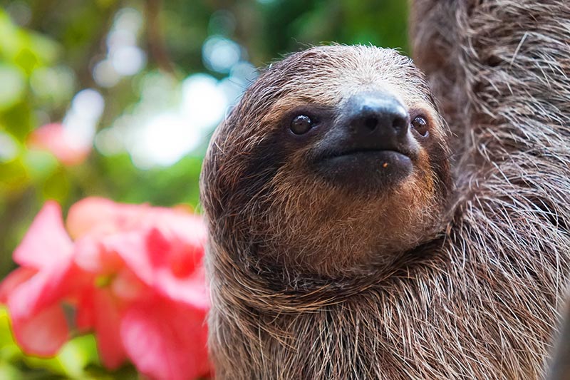 Fun Facts About Sloths for Kids - Entelechy